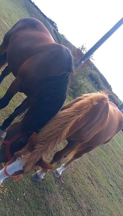 Manza de vânzare de un an și 7 luni