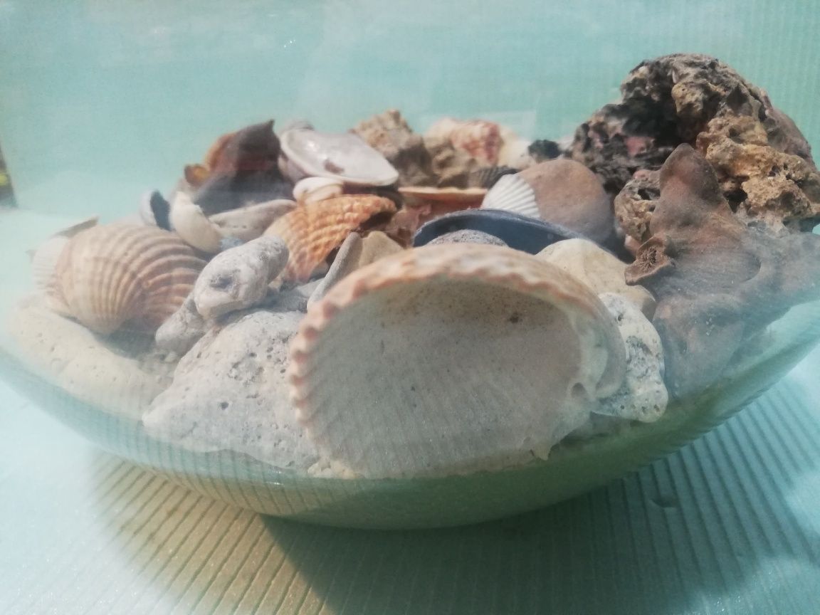 Bol acvariu pesti cu nisip si scoici Marea Mediterana