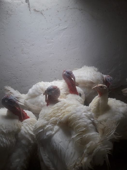 Curcani si curci porumbaci si albi