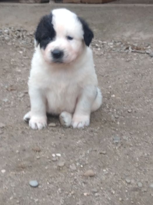 Ciobanesc de Asia Centrala