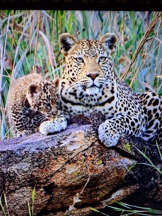 Televizor LG Smart 139 cm 55 inch