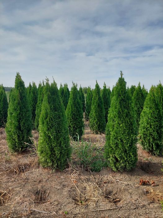 Tuia smaragd tuia leylandy poze reale