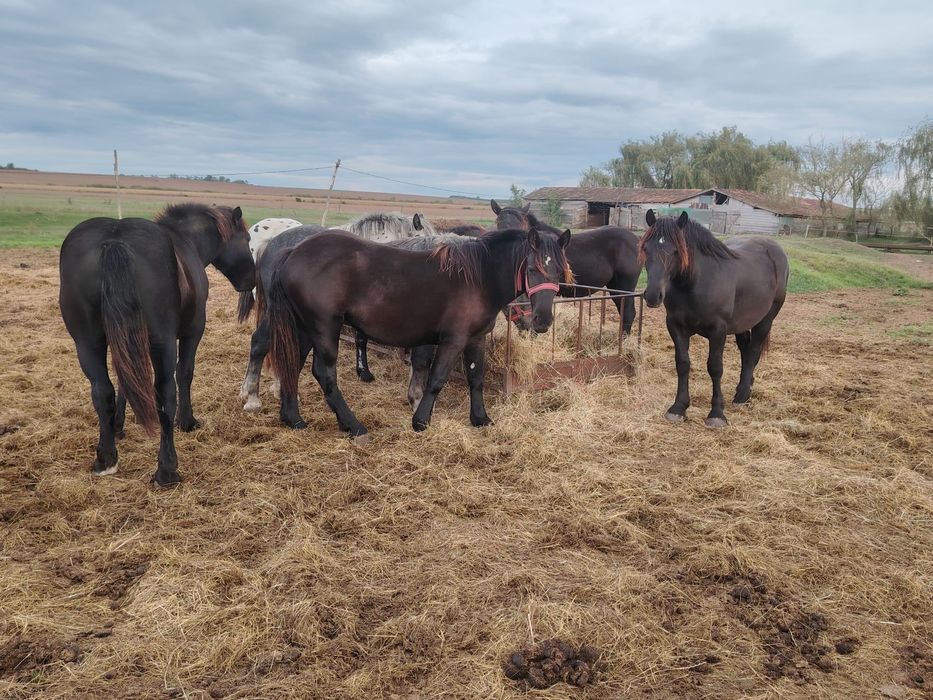 Manji de 1 .5 ani din părinți de rasa