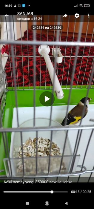 Kokil semey sotila yengi qush 350000