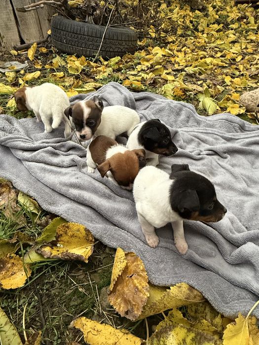 Продават се 5 бебета Джак Ръсел териери