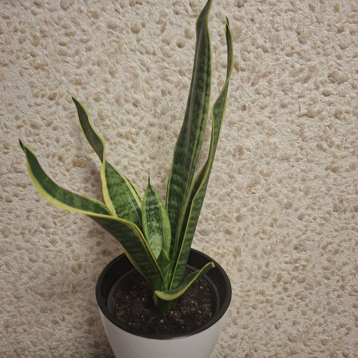 Сансенверия комнотное растение