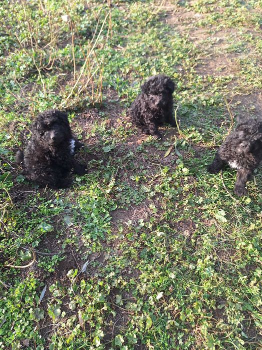 Catei mudi de 8 saptamani, vaccinati