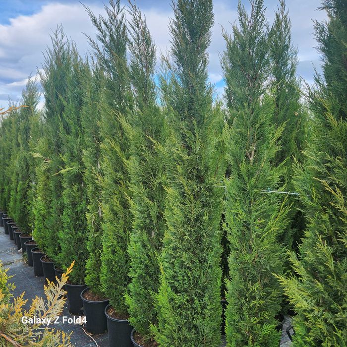 Leylandii, Arizonica,Goldcrest gard viu plante inradacinate in ghiveci