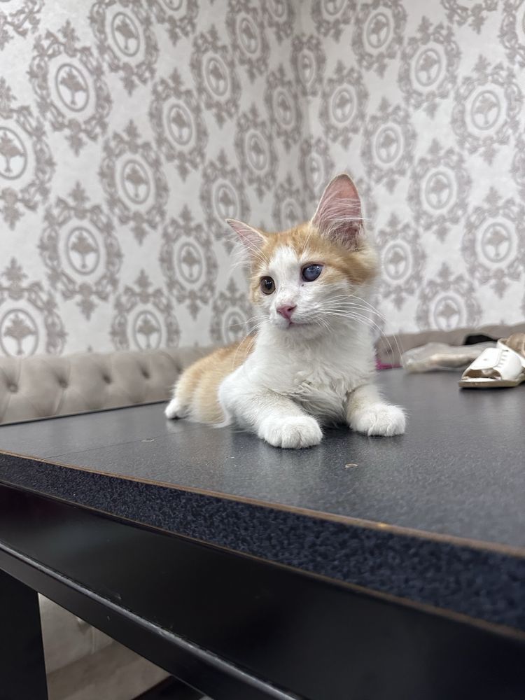 Отдам  даром котёнка