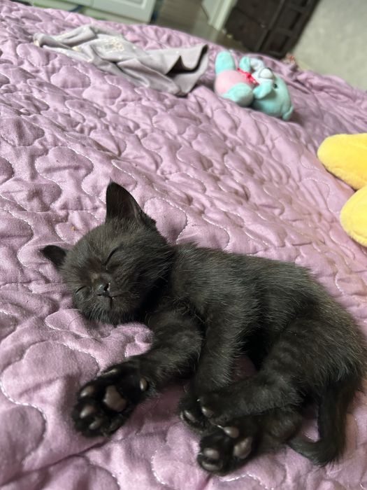 Котенок британец прямоухий 2 мес