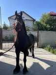 Armasar friesian