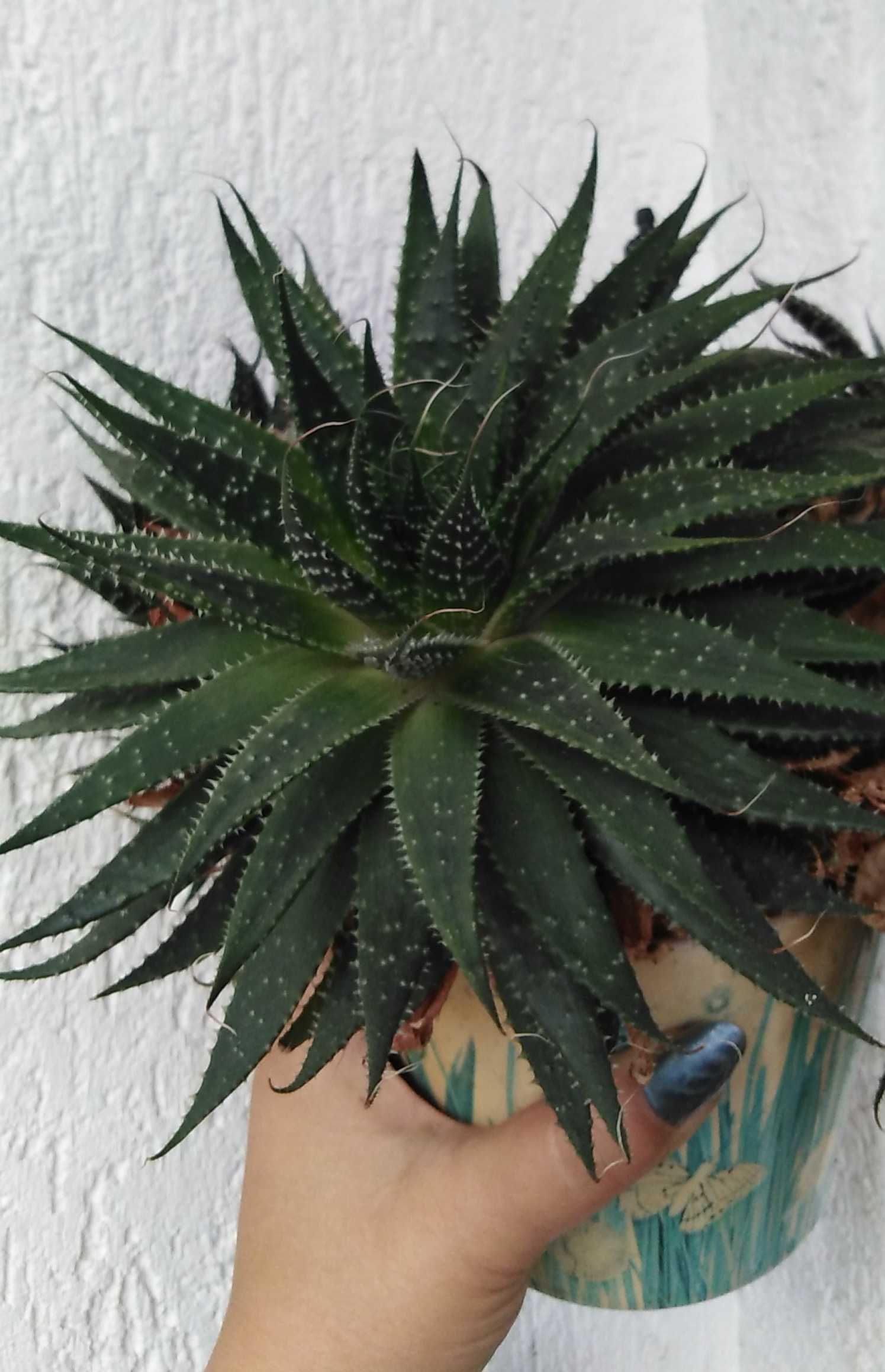 Алое Аристата / Aloe Aristata