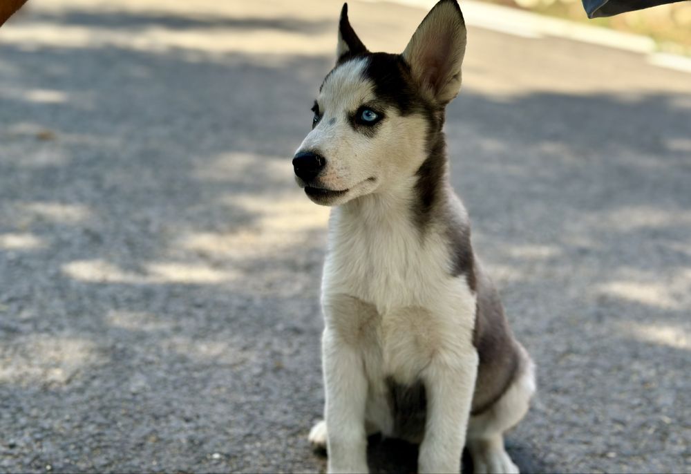 Femela husky siberian(exemplar deosebit)!