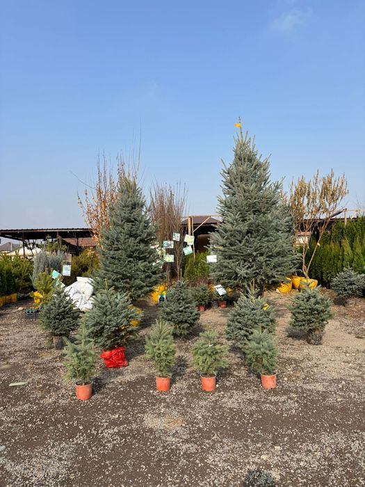 Ель голубая от 60 см до 4 м  Доставка, посадка