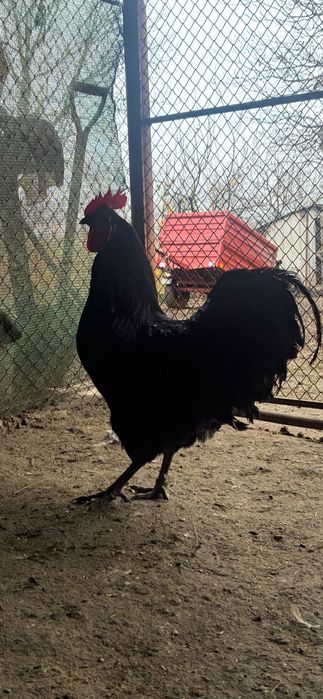 Vând cocoș australorp
