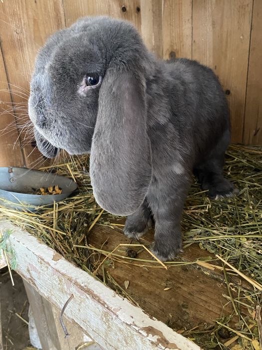 Vand mascul berbec german bun pentru monte