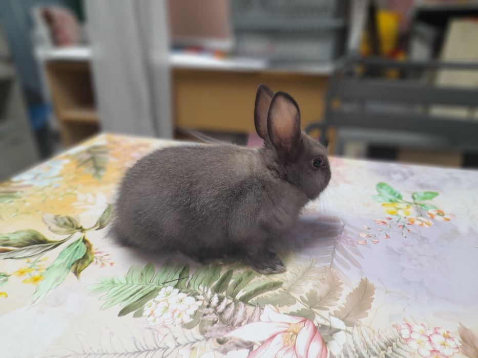 Декоративни зайчета