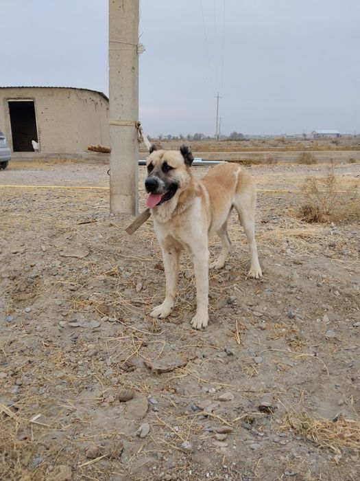 Сотилади кассоб итимиз