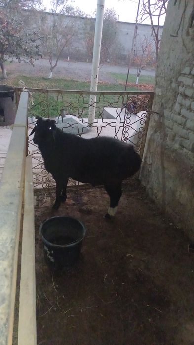 Qazoqi qo'chqor sotiladi uyga boqilgan