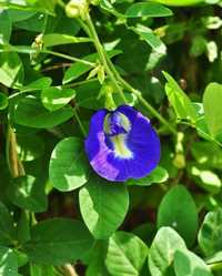 Тайский Синий Чай, Красивоцветущее, Целебное растение - Клитория!