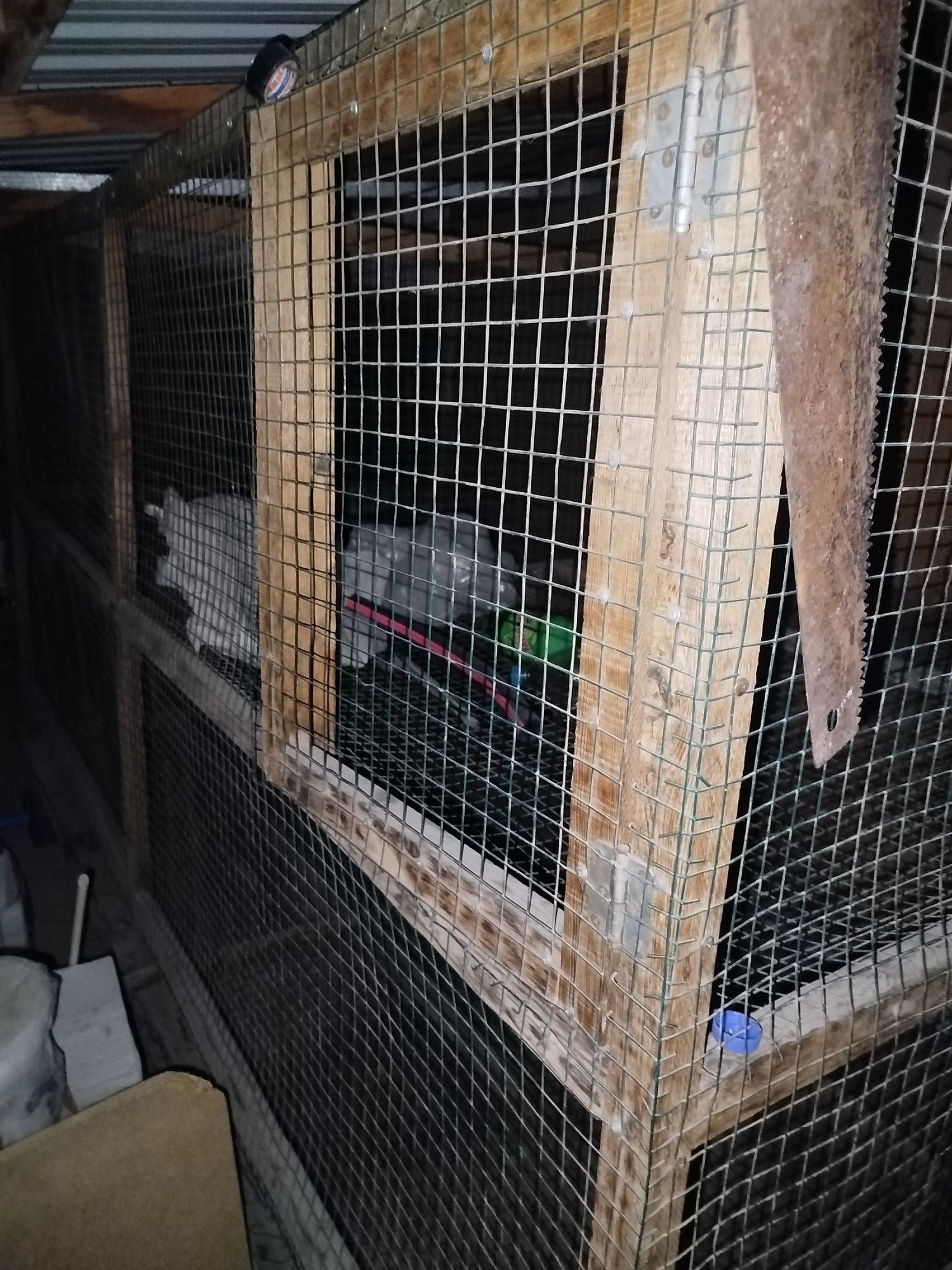 Katak tovuqlar uchun