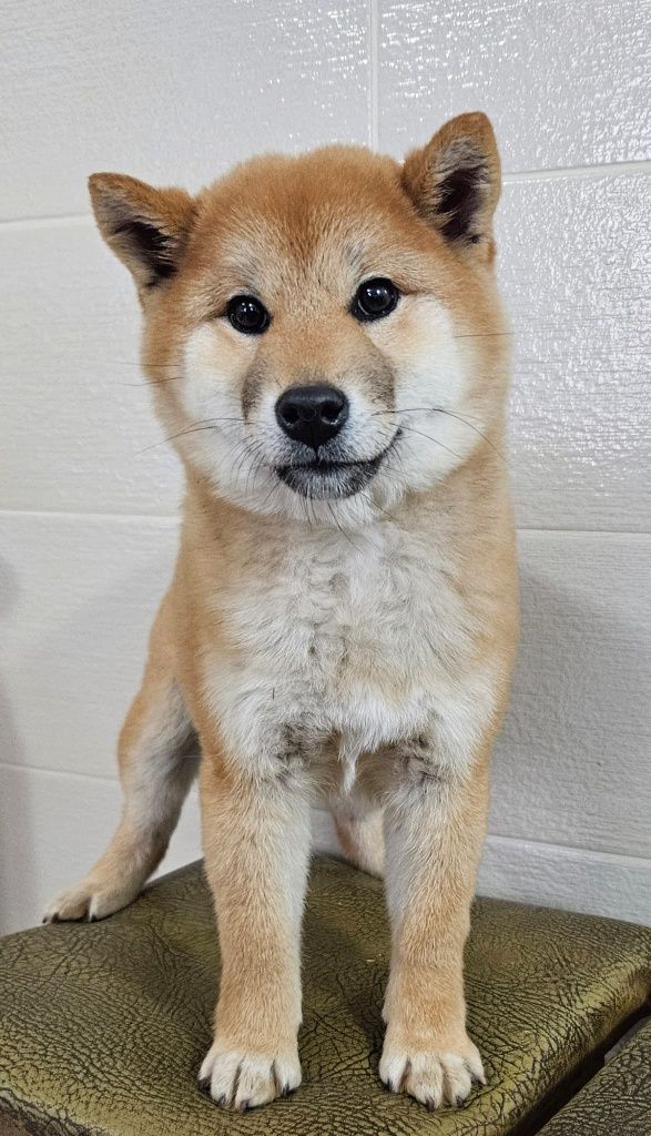 Fetita Shiba cu pedigree