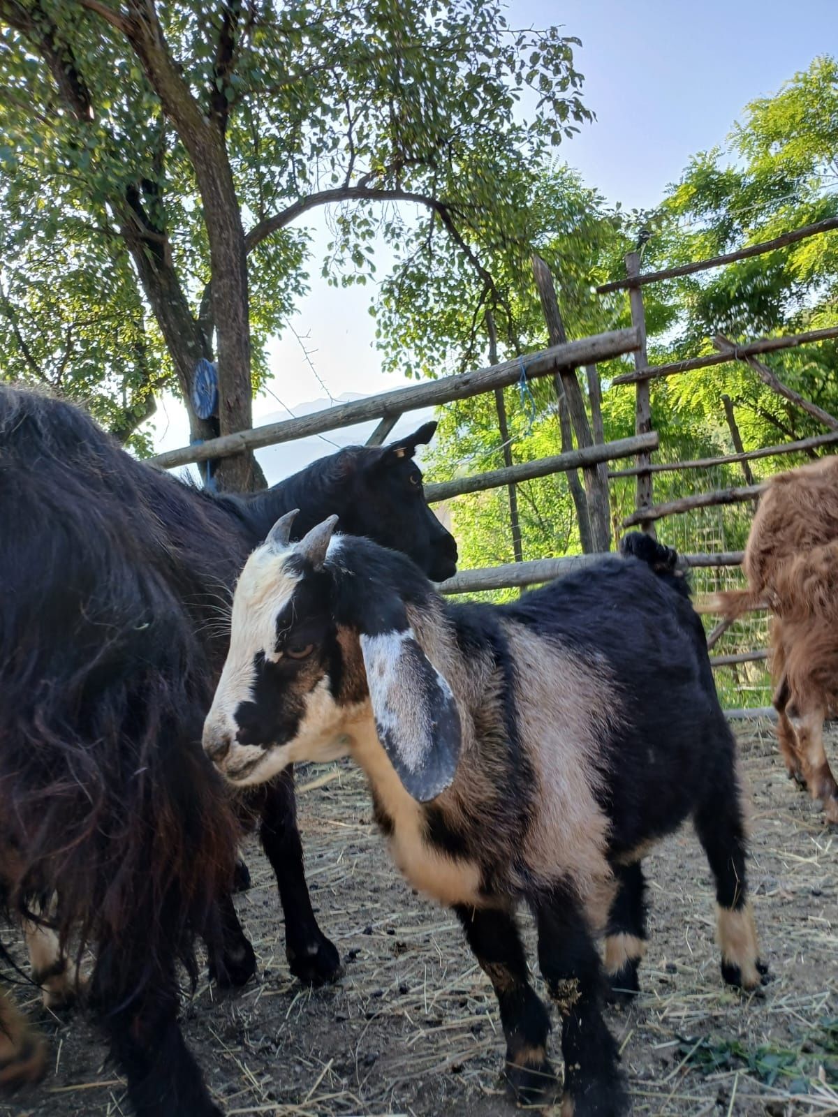 Vând țapișori de rasa