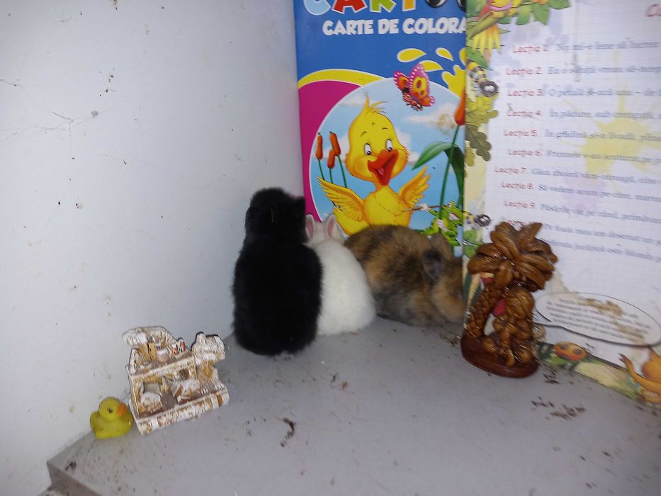 Iepurasi Mini Toys Iepuri Pitici de Companie