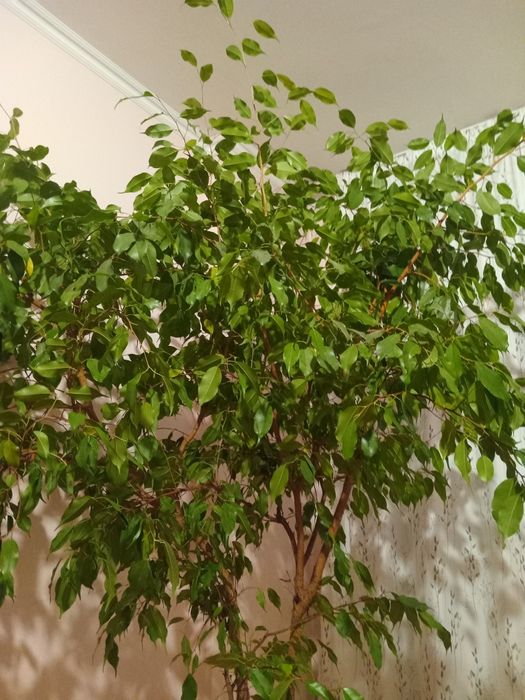 Два фикуса Бенджамин кралски размер