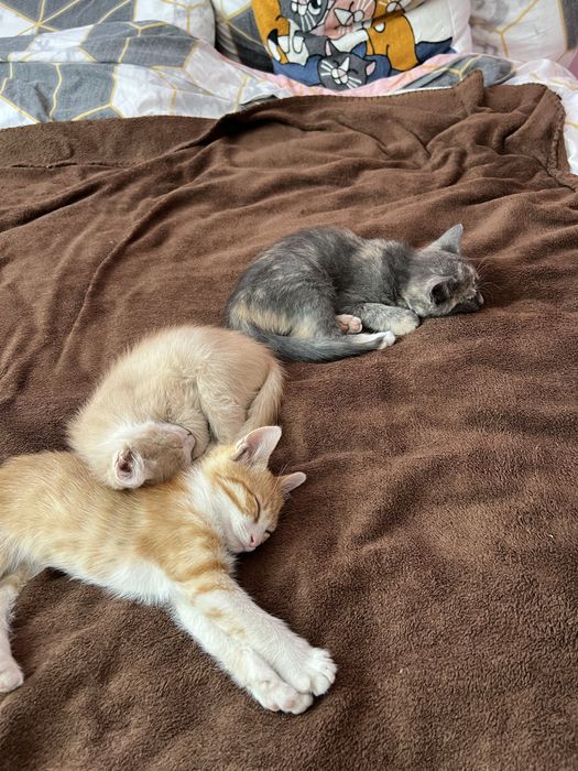 Котенца си търсят дом
