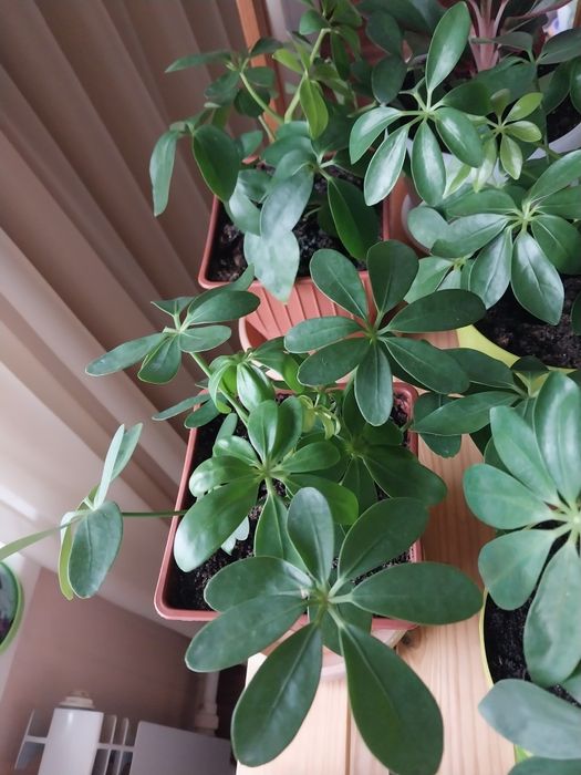 Шефлера в горшке