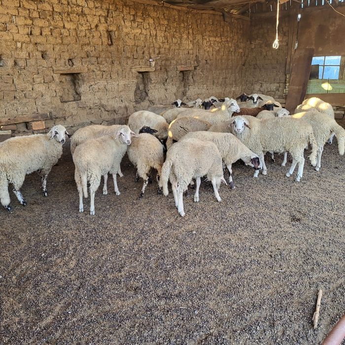 Продавам Агнета ..