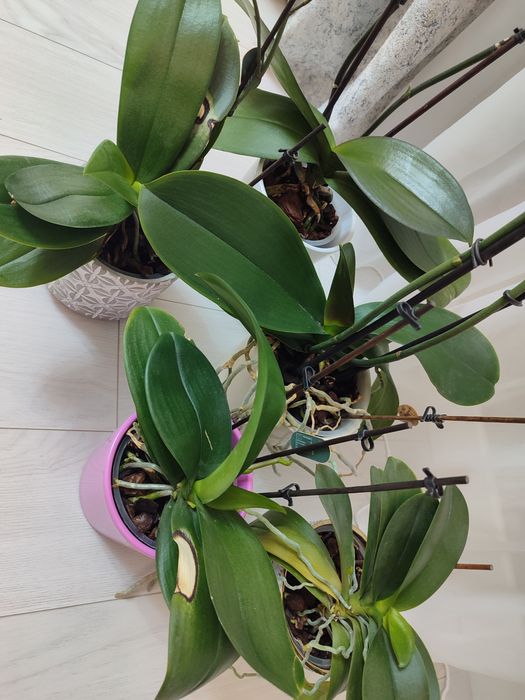 Отцветашка орхидея гигант