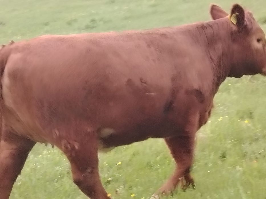 Vând junincă angus rosu