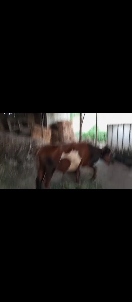 Buqa cha sifat yeyishi zor