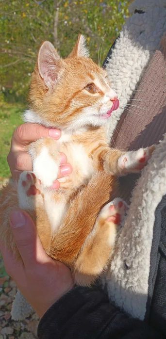 Pisicuta portocalie tigrata spre adoptie