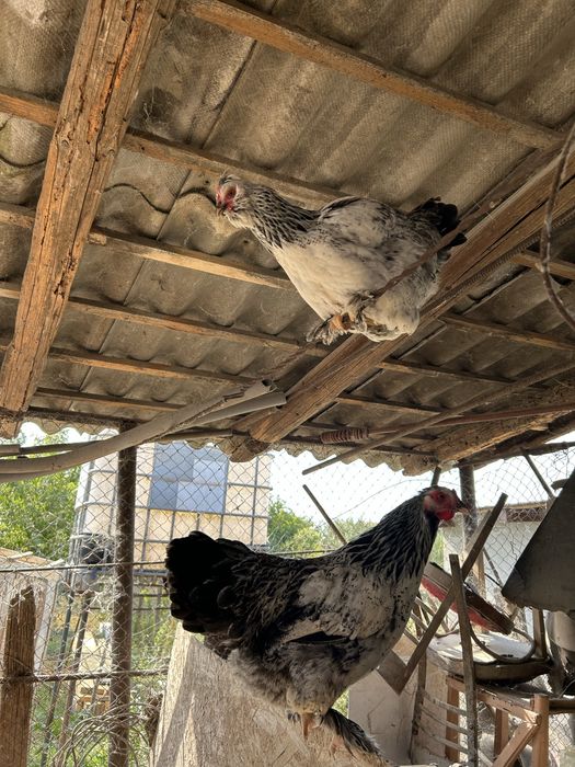 Vand gaini, sunt de anul asta si au inceput ouatul