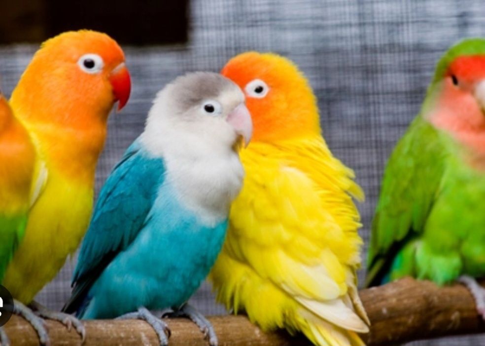 Papagali agapornis amorezi