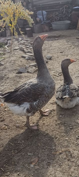 Продам  шестимесячных гусей