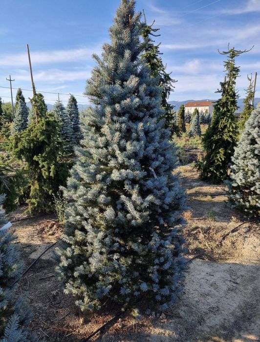 Brazi arginti si verzi