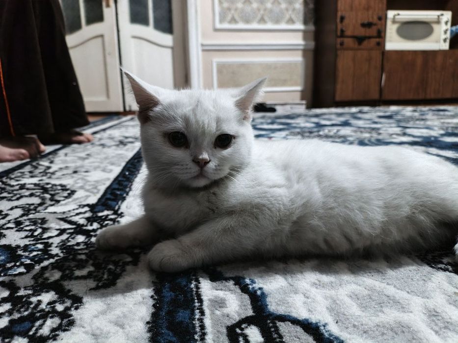 Skottish fold and stright