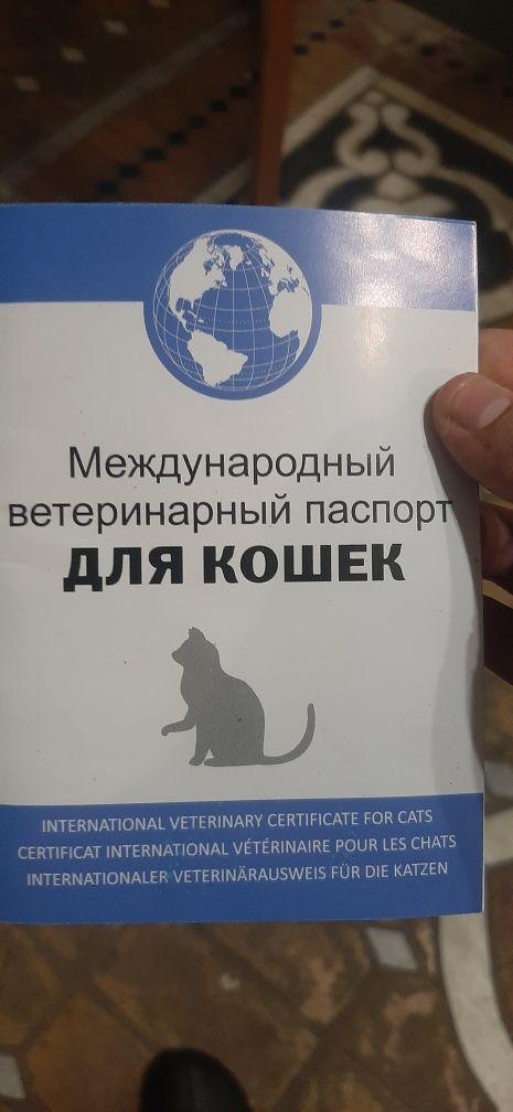 Кошка кошка кошка