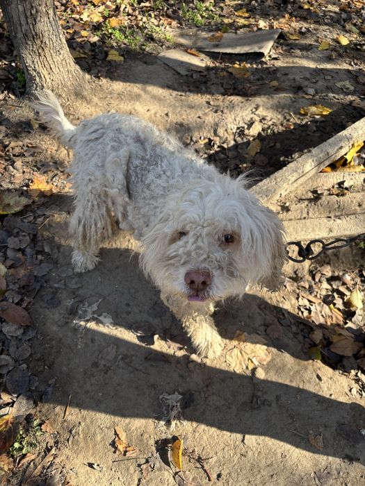 Мъжко куче Лагото Романьоло