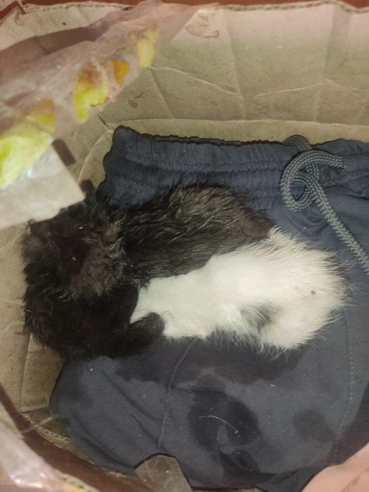 Srochna bervoriladi Mushuk bolalari  1 haftalik