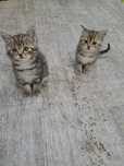 Котята бесплатно