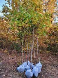 Stejar decorativ 3-5m