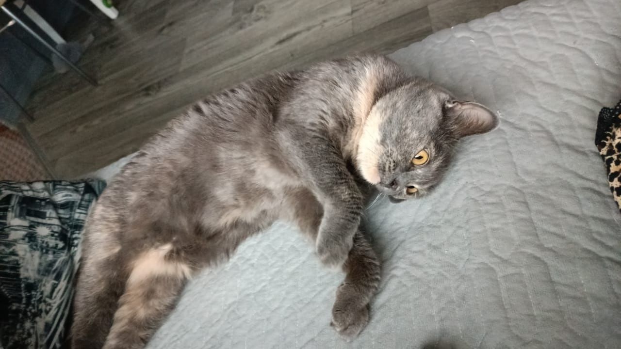 Отдам кошечку в добрые руки.