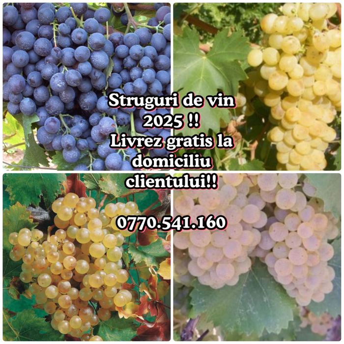 struguri de vin Vrancea 2025