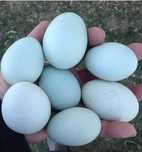 Puici si gaini Araucana 200 lei oua albastre