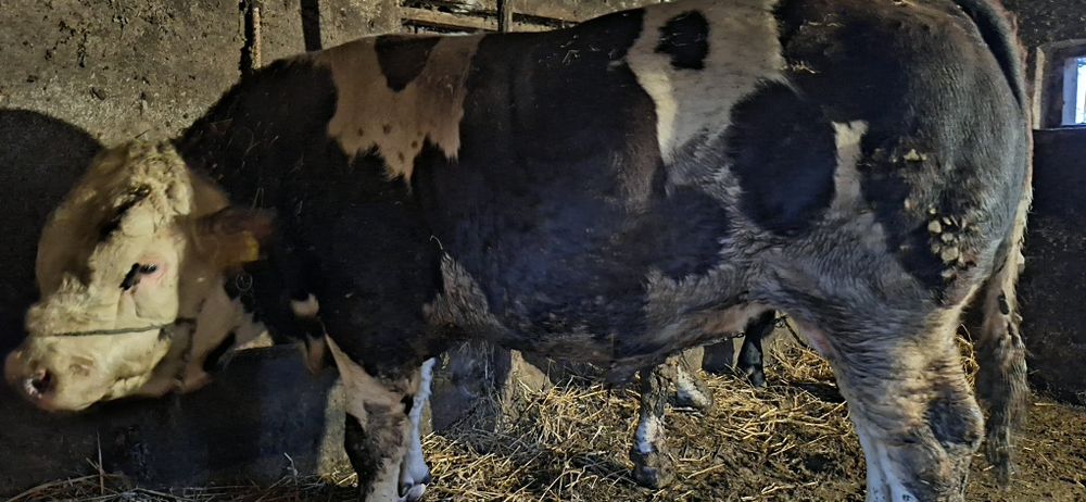 De vânzare 2 taurii